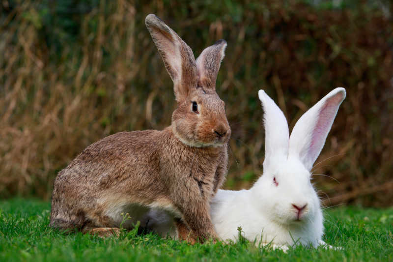 草地上的白兔和灰兔特写