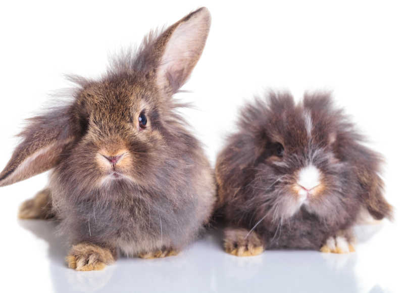 白色背景下的两只可爱的小兔子