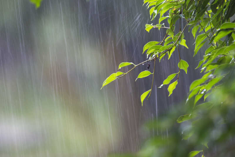 大雨下的绿叶
