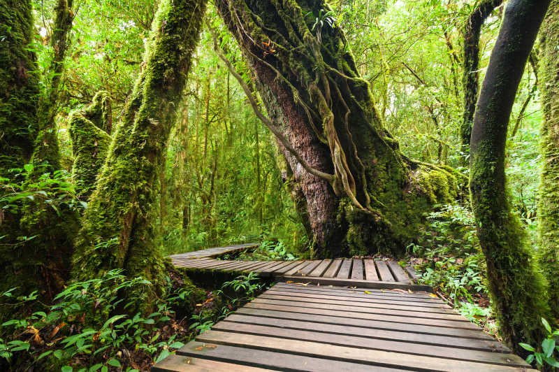热带雨林木桥和景色