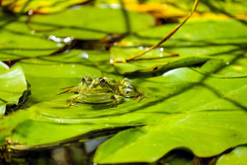 河面绿叶上的青蛙