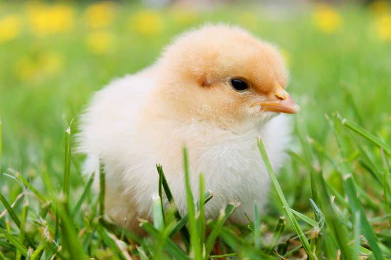绿色草地上的小鸡