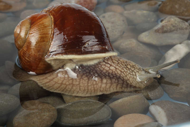 鹅软石水面中的蜗牛