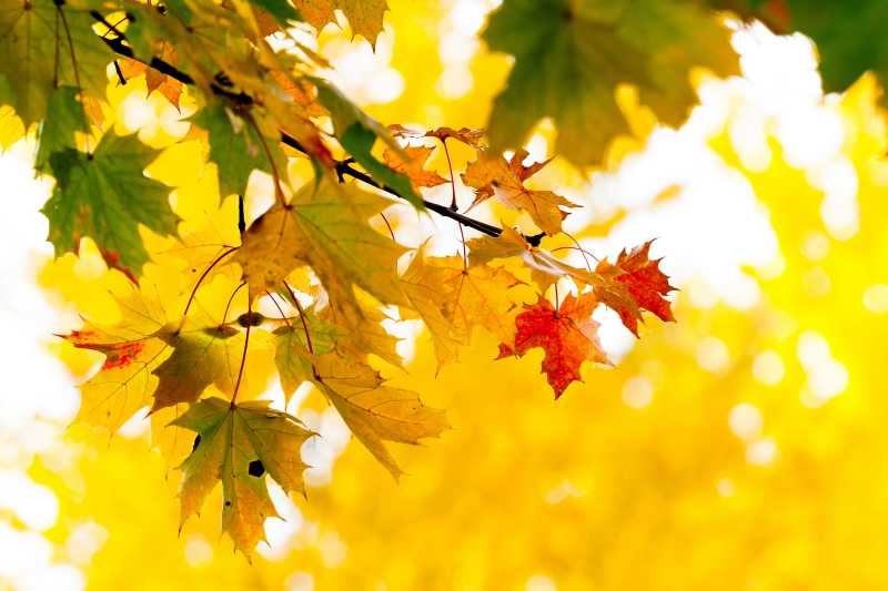 秋季阳光照射下的金色树叶