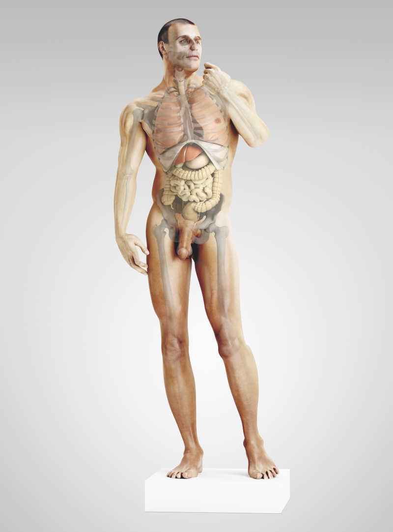 男性身体内部结构器官