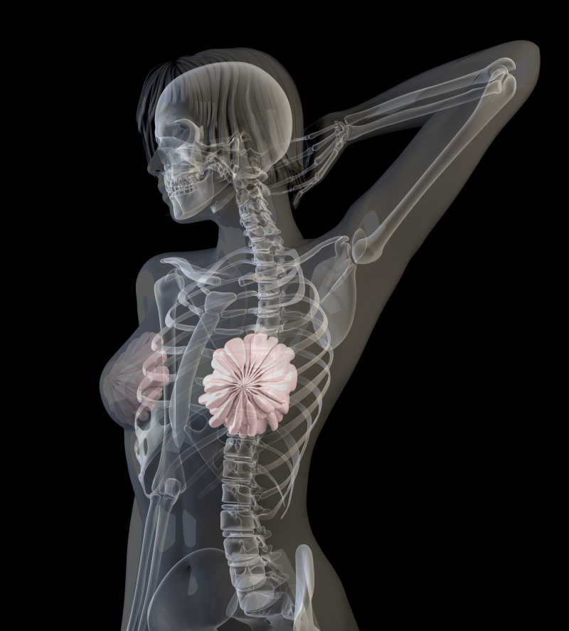 女性X射线身体骨骼结构