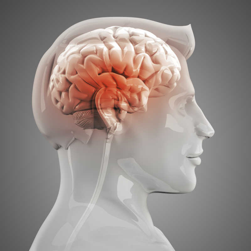 灰色背景上的人体大脑
