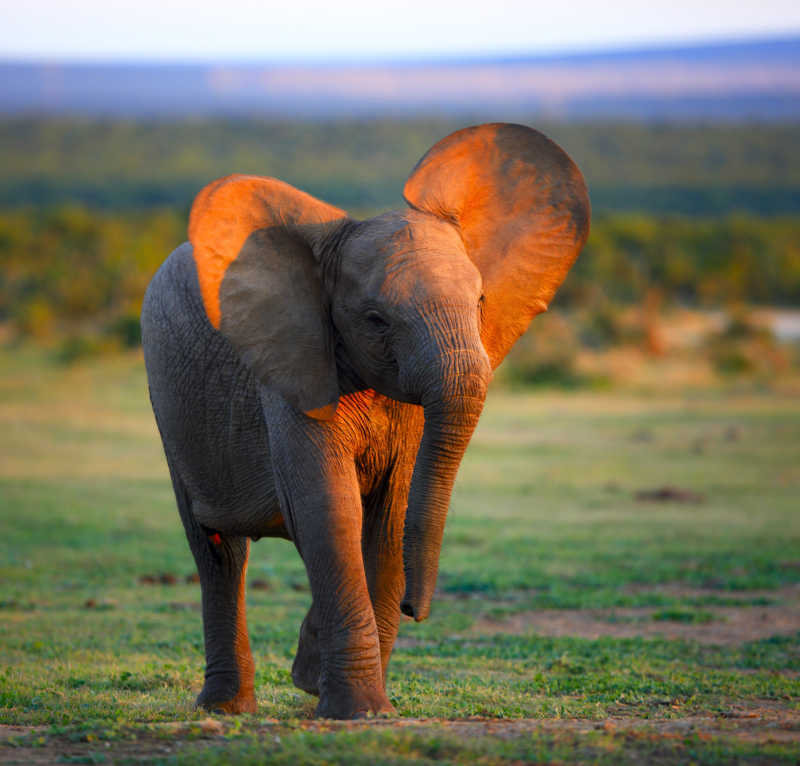 夕阳下的幼年大象