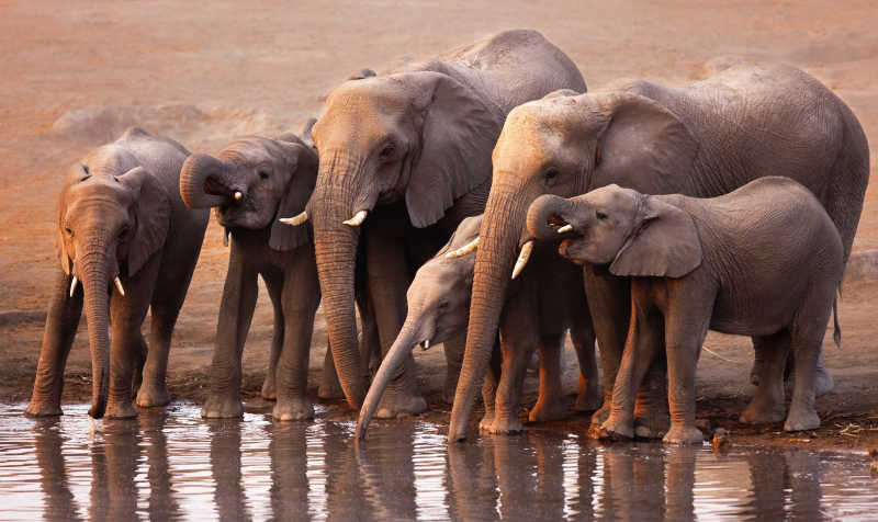 正在喝水的大象群