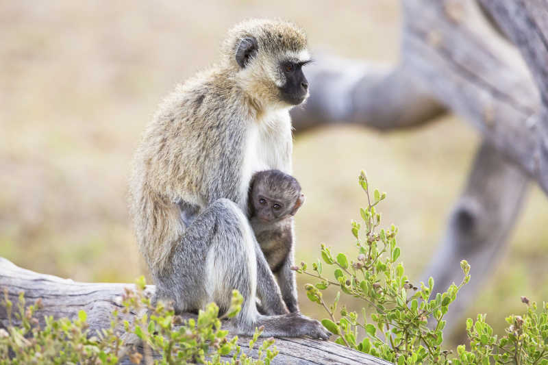 猴子和她的宝宝坐在一起