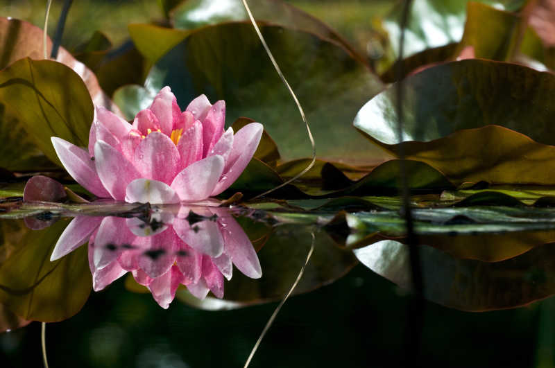 池塘中开放的睡莲