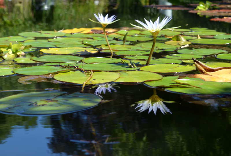 池塘里美丽绽放的花