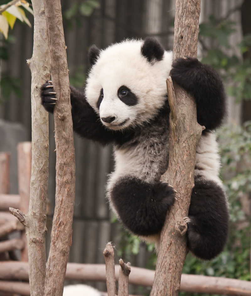爬到树上的大熊猫
