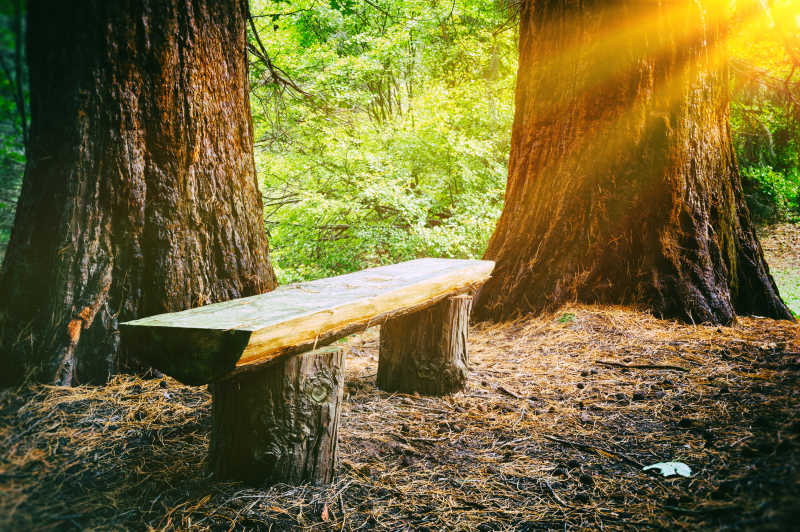 森林中的木长凳特写