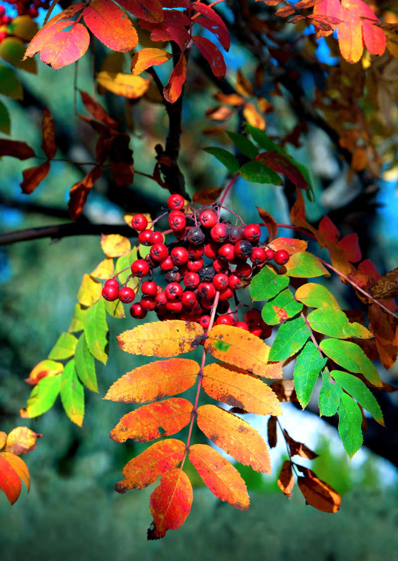 秋天五彩缤纷的叶子和浆果