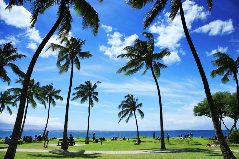 蓝天白云下的热带海滩上的棕榈树