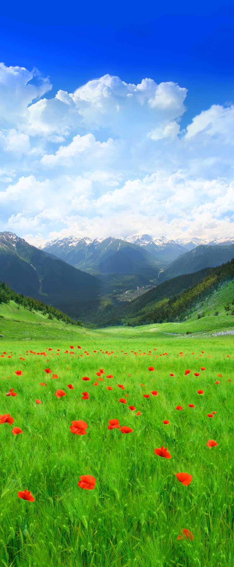 蓝天白云下的远山和绿草地上的红色花