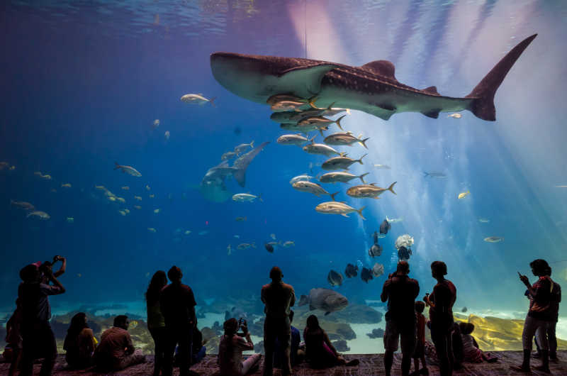 水族馆里的游客在观赏鲨鱼