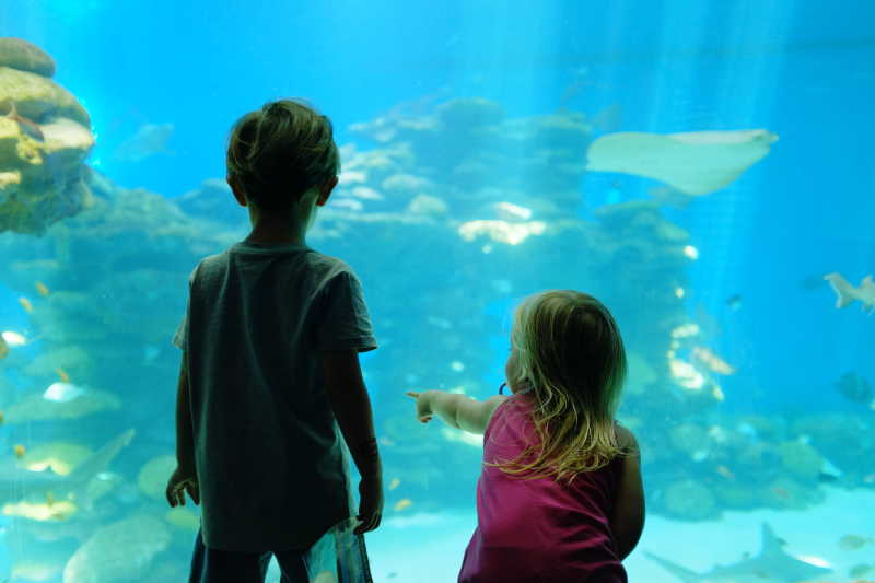 水族馆的孩子们在讨论鱼类