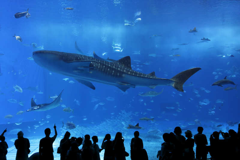 许多游客在水族馆里观赏鲨鱼