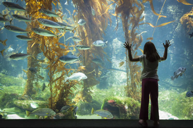 小女孩在水族馆观察鱼类