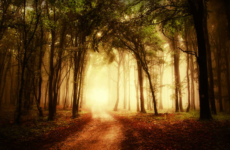 秋天的森林里弯曲的小路
