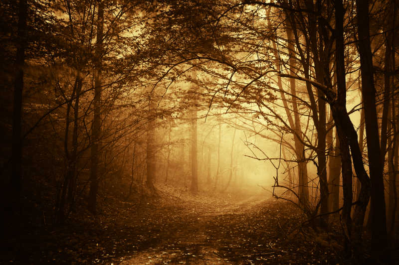 黑暗的森林里有一条小路通向有阳光的地方