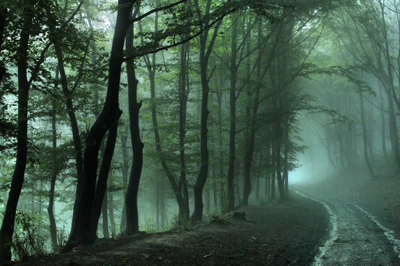 有雾的森林里弯曲的路