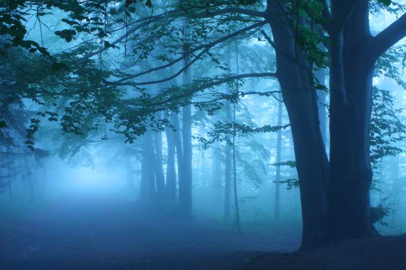 迷雾森林里的路