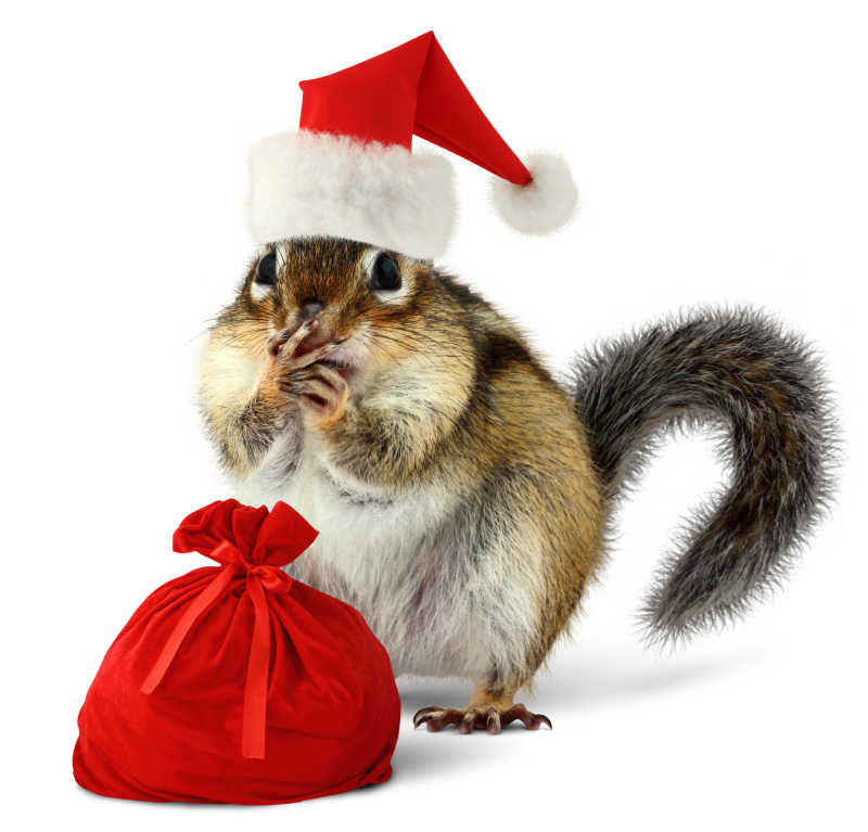 戴着圣诞老人帽子的花栗鼠