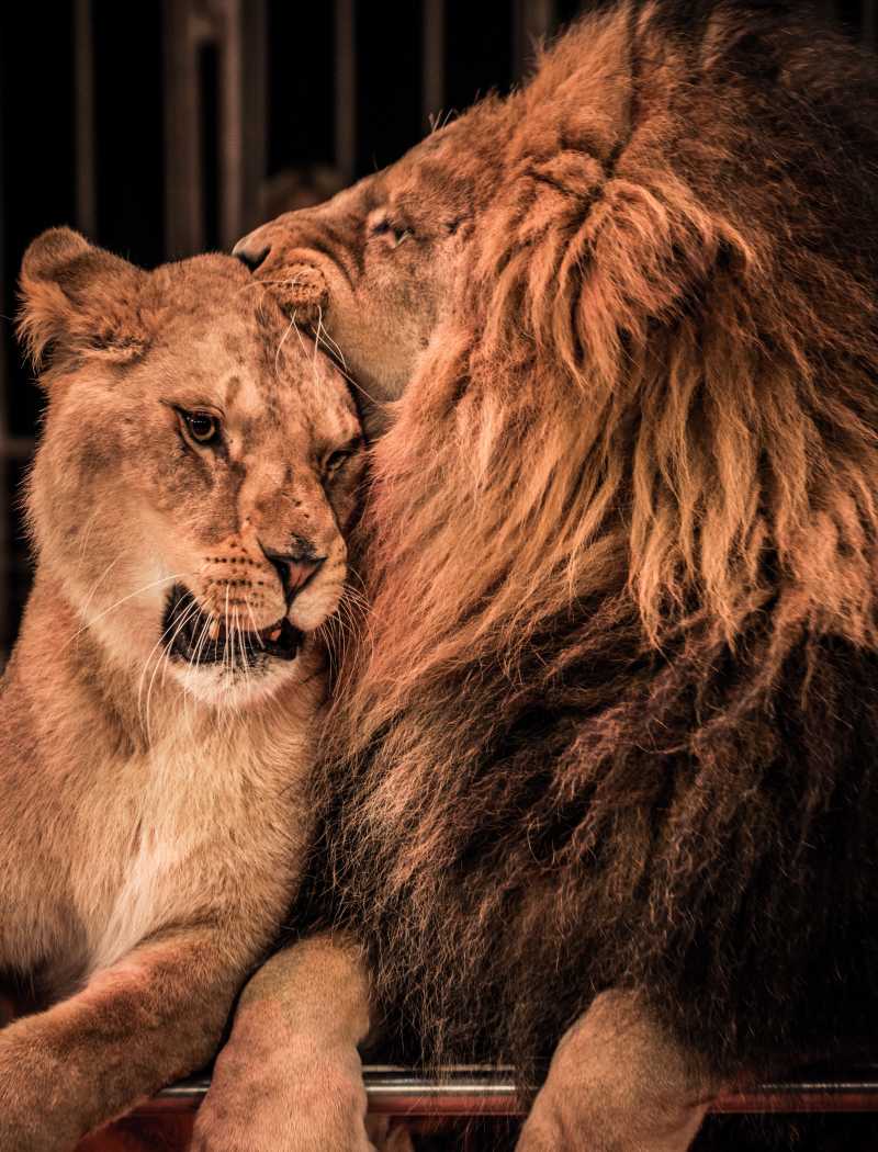 一对恩爱的狮子夫妇