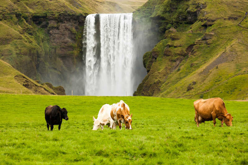 冰岛瀑布附近吃草的奶牛