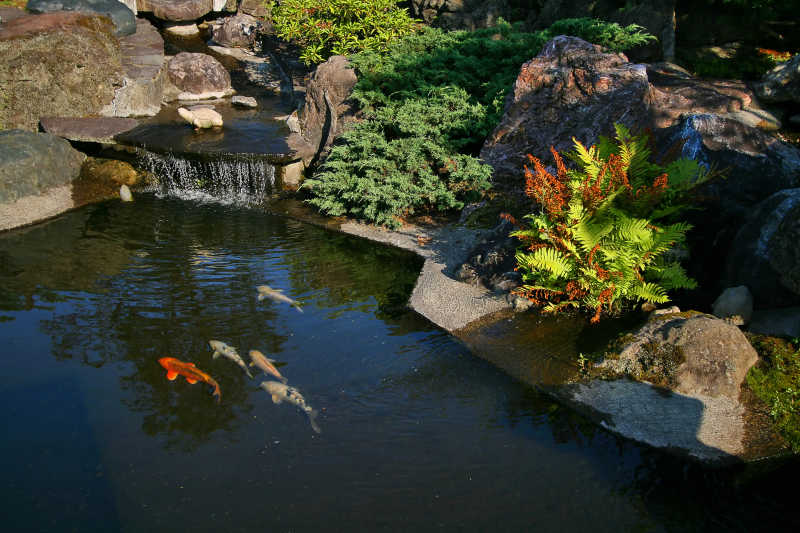日本花园的一个小瀑布和一个池塘的锦鲤