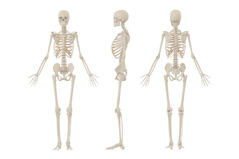 三个人体骨骼背景