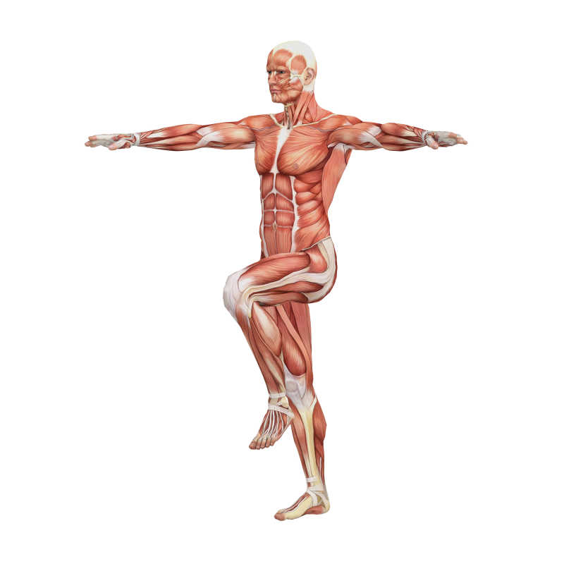 男性人体肌肉图解