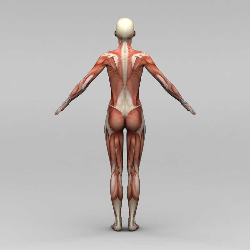女性背面人体肌肉