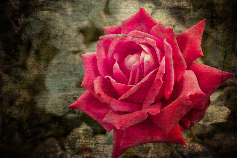 情人节背景下的红色的玫瑰花