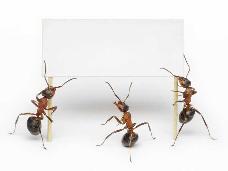 蚂蚁举起一张空白广告牌