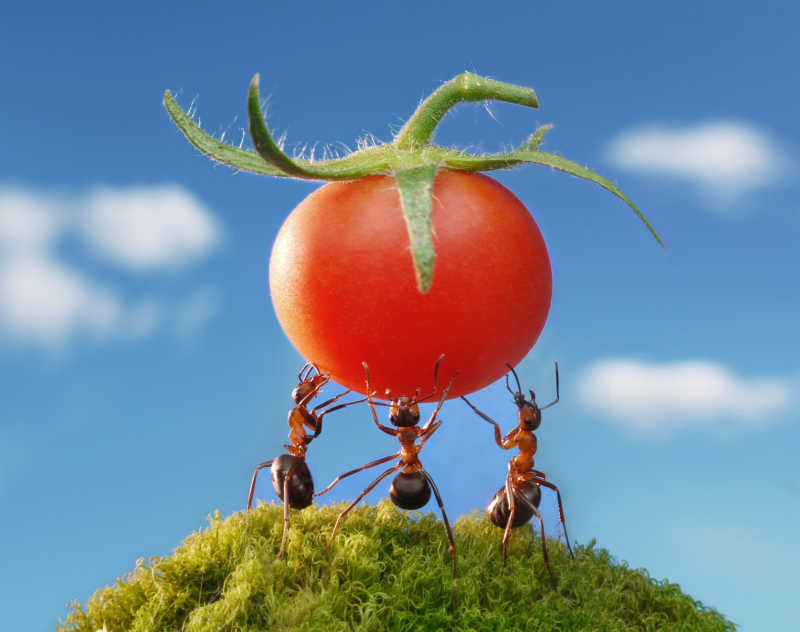 蚂蚁们合力举起一个西红柿