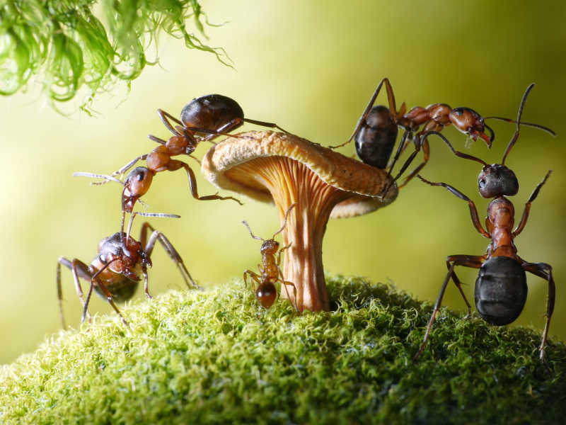 蚂蚁和蘑菇