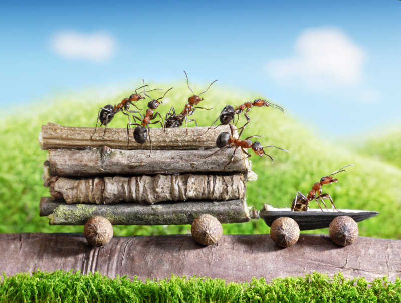 蚂蚁司机和蚂蚁乘客