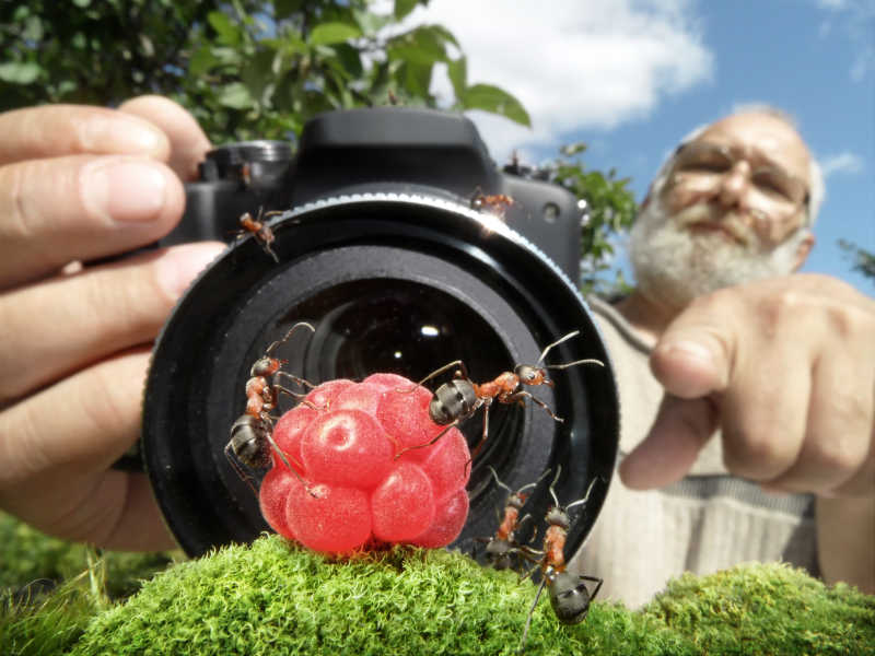 摄影师正在拍摄蚂蚁的活动