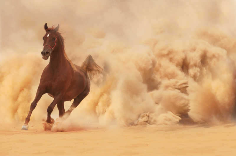 沙漠中奔跑的骏马