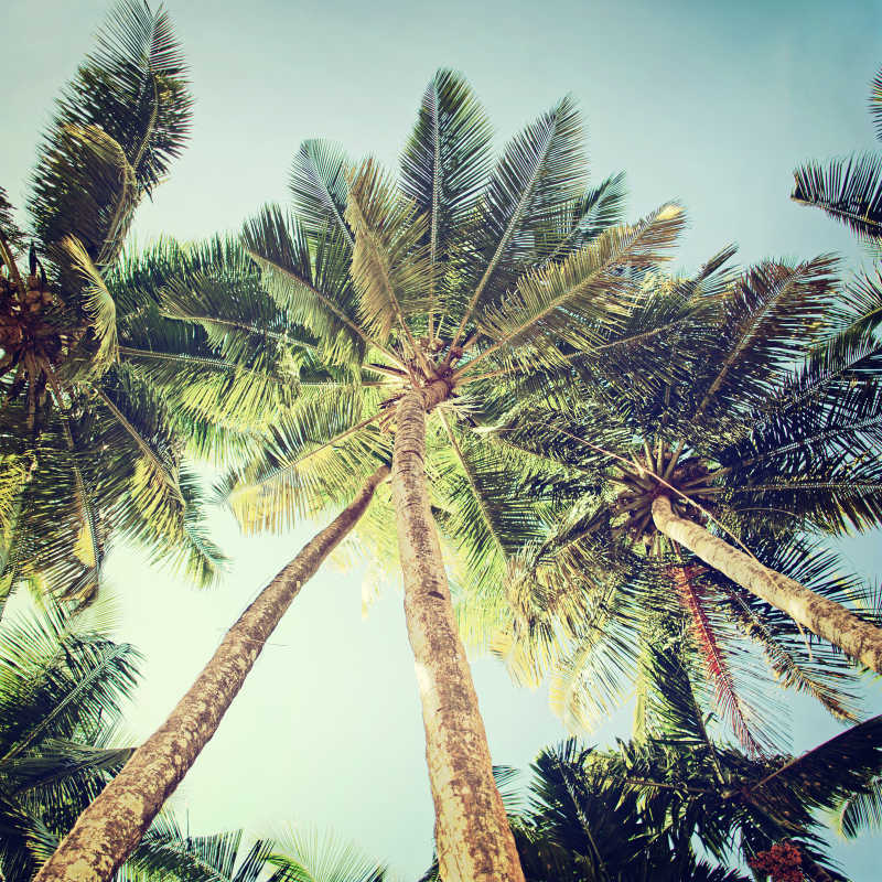 复古风格的棕榈树风景