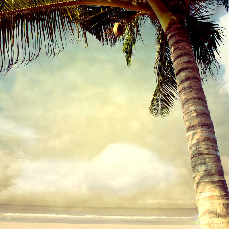 复古风格的棕榈树海滩风景