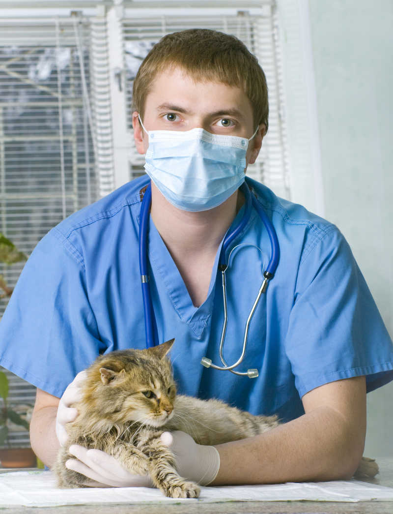 兽医和猫咪