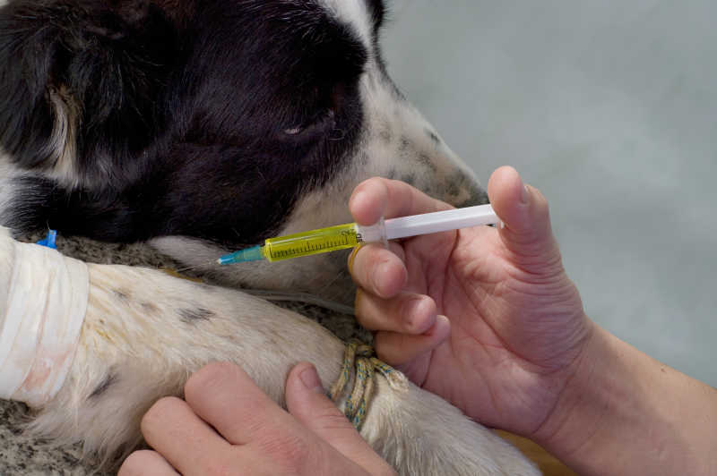 兽医用注射器给狗注射