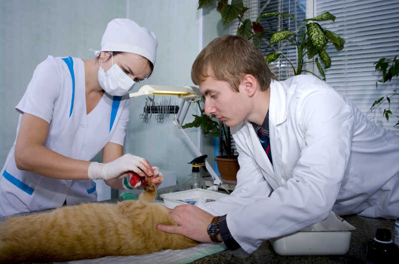 兽医为受伤猫的包扎