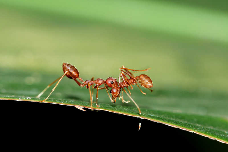 绿色背景下的蚂蚁