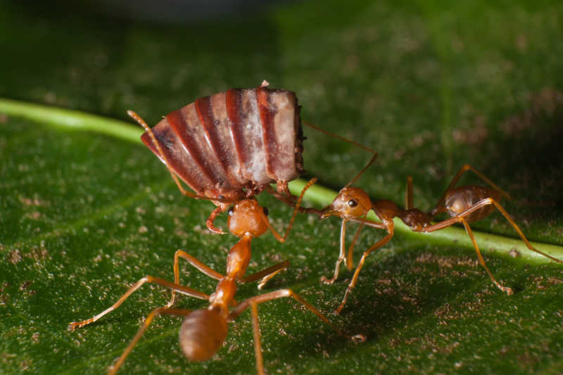 扛食物的蚂蚁